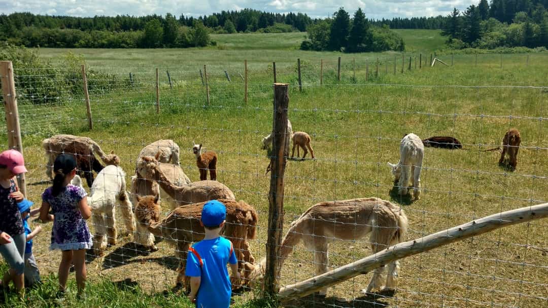 Des enfants font la rencontre des alpagas lors d'une visite à la ferme