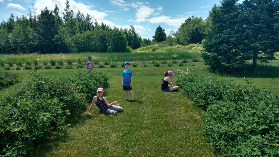 Enfants qui cueillent des camerises