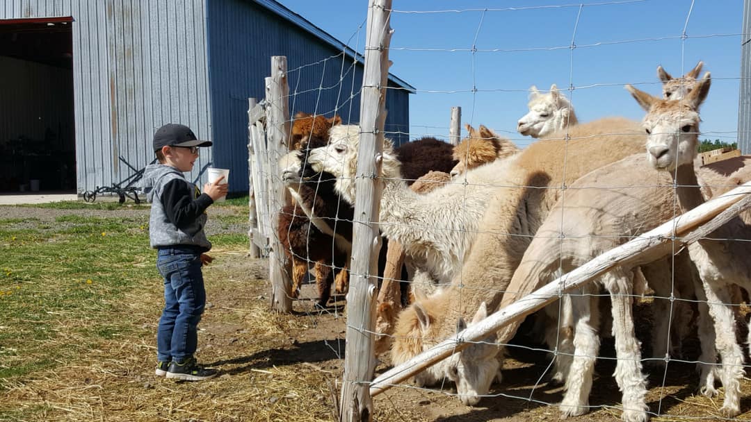 Un enfant nourrit les alpagas dans le cadre d'une visite à la ferme