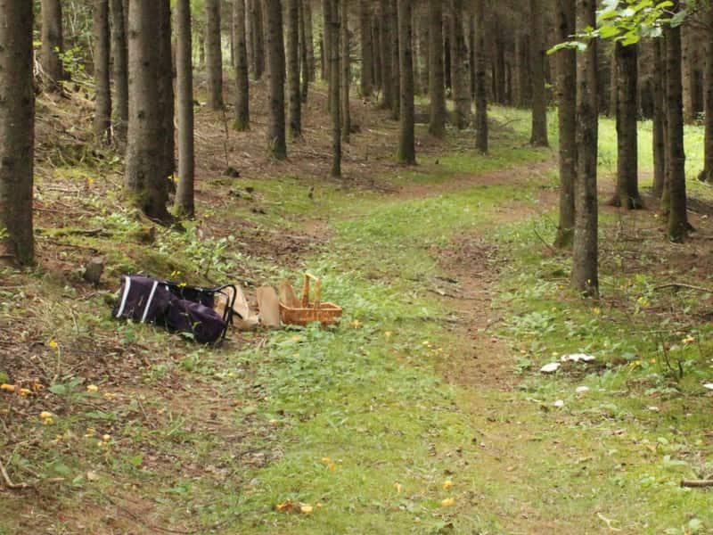 Sentier en forêt et panier pour cueillette de champignons