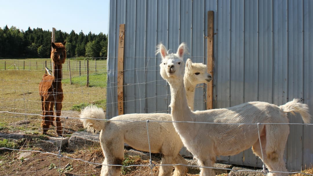 femelles alpagas dans leur enclos