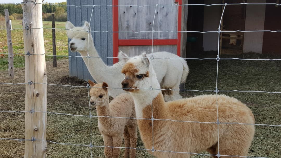 2 alpagas adultes et un bébé dans leur enclos