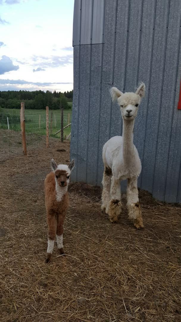 mère alpaga et son petit