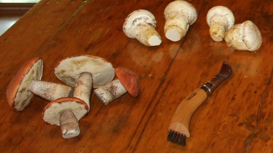 champignons et couteau Opinel sur table en bois antique