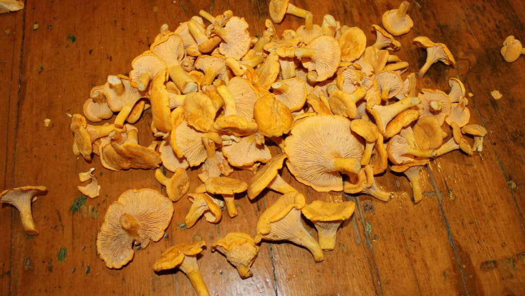 chanterelles