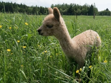 Bébé alpaga dans l'enclos