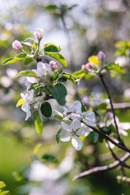 Parmi les quatre photos de fleurs (prune, pommes, camerise, cerisier) identifiez la fleur de camerise.