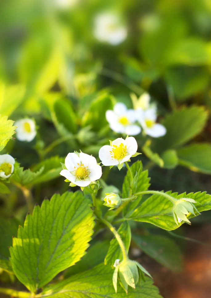 Parmi les quatre photos de fleurs (fraises, pommes, camerises, bleuets) identifiez la fleur de camerise.
